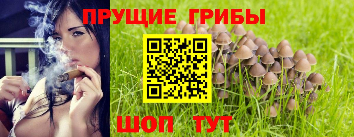 Галлюциногенные грибы Psilocybine cubensis  Вход с VPN  Шали 